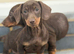 Darling Dachshunds