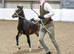 Top quality sec c colt can be gelded