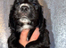 2 puppies available