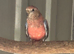 Female Rosa Bourke