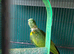 Amazon blue fronted parrot