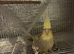 Cheap Cockatiel for sale