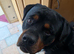14 month old Large Male Rottweiler
