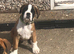 BOBTAIL GIRL PICKOFLITTER