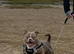 Male pocket bully
