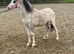 Welsh sec a yearling colt