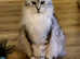 Beautiful Maine Coon kittens