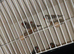 5 zebra finches 3 cocks 2 hens