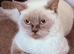 British shorthair female un neutered