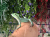 Eastern Casquehead Iguana