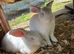 Continental giant rabbit babies