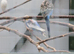 Budgies yellow faced blue cock and blue pied hen this year's birds.