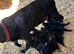 BEAUTIFUL LITTER OF GERMAN SHEPHERD PUPPIES