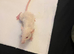 5 female rats