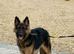 Good dog 15 months old must be good home