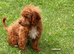 Male Cavapoo