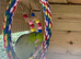 Male and Female Parrotlets.?