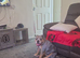 Cali lookong for forever home no fault of her ownFREE TO GOOD HOME