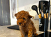 Toy poodle