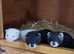 Ferret kits available