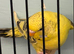 Baby budgies 12 weeks old