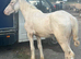 Sabino gelding to make 14’3-15hh