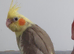 Baby cockatiel