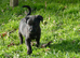 Labrador x collie puppies for sale