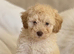The sweetest Mini toy poodle boy
