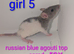 Beautiful rex rats