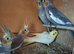 Baby cockatiels