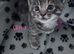 2 beautiful female kittens