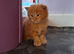 Main coon kittens