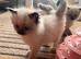 Beautiful Ragdoll Babies