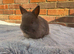 Netherland Dwarfs - Ready Now