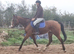 quiet first horse saught