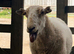 Welsh Mountain Ewes mum and daughter