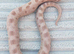 Arctic Lavender Conda Poss Sable Hypo CB 25