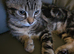 Male kitten