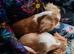 Beautiful Boys - Pure Cavalier King Charles!