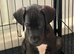 Exceptional Great Dane Puppies