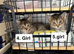 Cats for sale