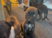 American cross Staffy puppy's for sale