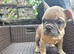French bulldog puppies