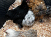 Pekin bantams