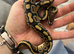 Baby ball python
