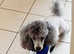 **2 STUDS AVAILABLE**FULL PEDIGREE SILVER & KC PHANTOM TOY POODLES