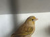 Breeding pair of canaries