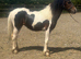 Cob x welsh colt