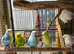 Budgies